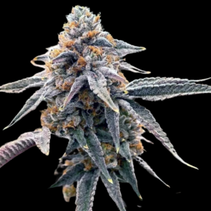Bacio Gelato Feminized Seeds