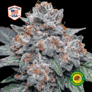 Blue-Cheese-Feminized-Seed