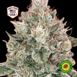 Bruce-Banner-Feminized-Seeds