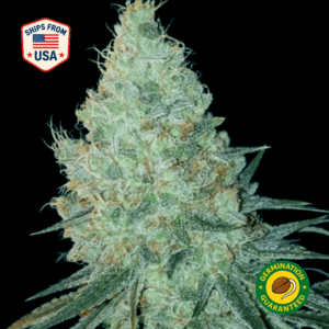 Do-is-Dos-Feminized-Seeds