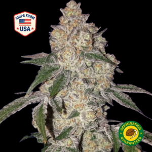 Gello-Gelato-Feminized-Seeds