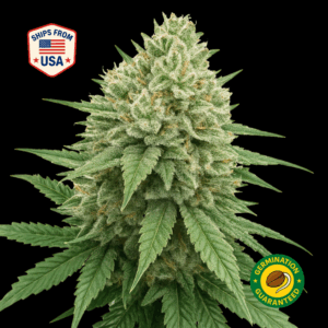 Kush-Mints-feminized-seeds