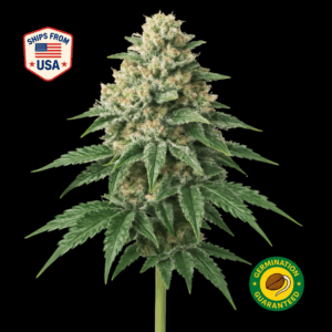 Lime-OG-feminized-seeds