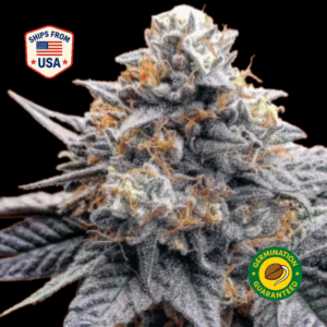 Now-n-later-feminized-seeds