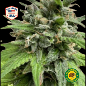 OG-Diesel-Feminized-seeds