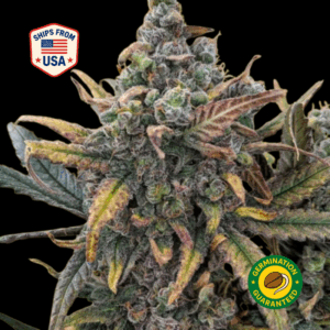Purple-Jah-Goo-Feminized-Seeds