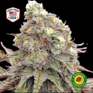 Pyxy-Styx-Feminized-Seeds