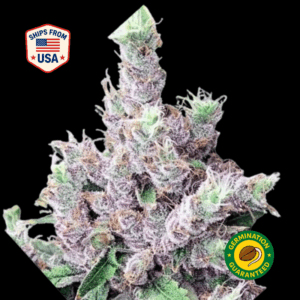 Snow-White-Feminized-Seeds