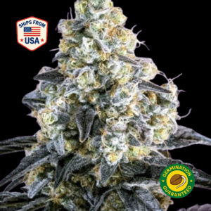 Sunset-Sherbert-Feminized-Seeds