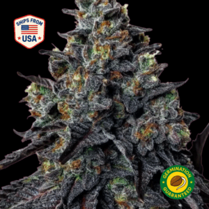 Wedding-Cake-Feminized-Seeds