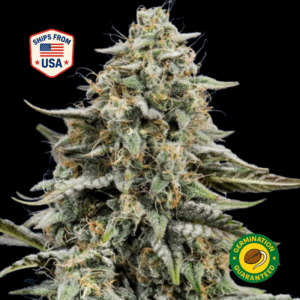 banana-kush-feminized-seeds