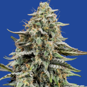 Banana Kush feminized seeds