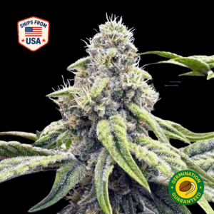 black-widow-feminized-seeds