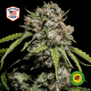 gelato-sundae-feminized-seeds