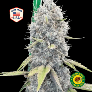 guava-gelato-feminized-seeds