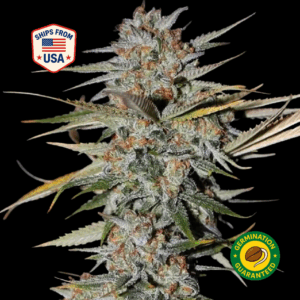 gushers-feminized-seeds