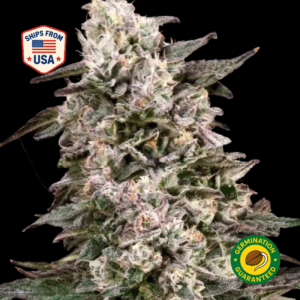 super-glue-feminized-seeds