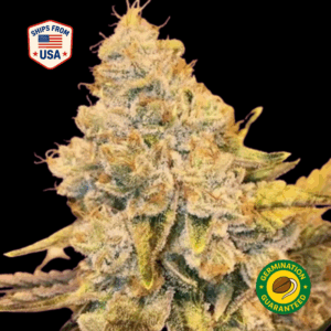 Bob-Ross-OG-Feminized-seeds