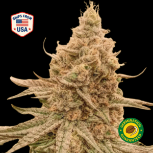 Brain-Freeze-Feminized-Seeds