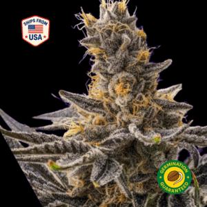 Dementia-R1-Feminized-seeds
