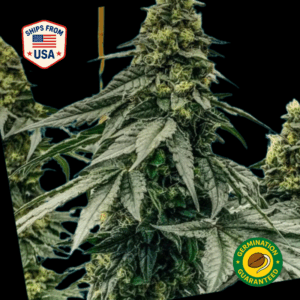 Eskimo-Pie-Feminized-Seeds