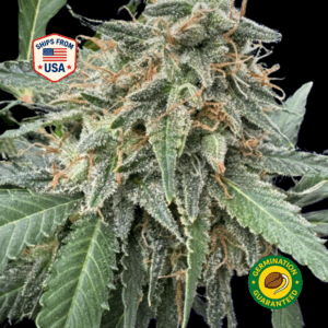 Grapefruit-Feminized-Seeds