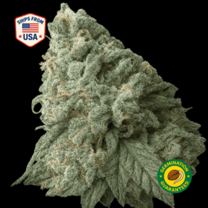 Happy-Ending-Feminized-Seeds