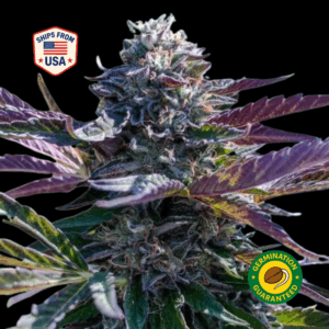 Mind-tricks-r1-ferminised-seeds