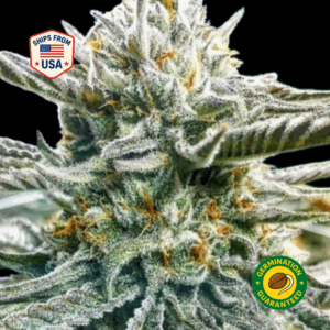 Moonwalker-ferminised-seeds-tricks-r1-ferminised-seeds
