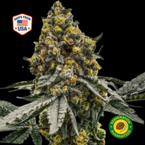 North-Bay-Cake-Feminized-Seeds