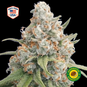 Redneck-OG-Feminized-Seeds