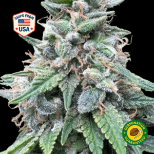 Sugar-Feminized-Seeds