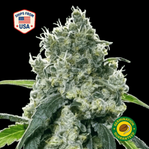 dippin-dotz-feminized-seeds