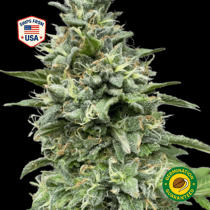 Black-Domina-Feminized-Seeds
