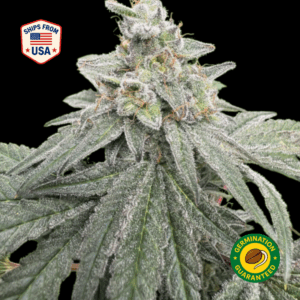 Black-Ice-Feminized-Seeds