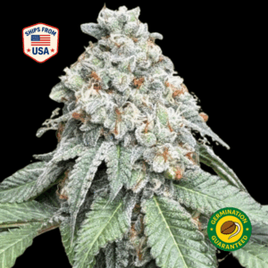 Blue-Cookies-Feminized-Seeds