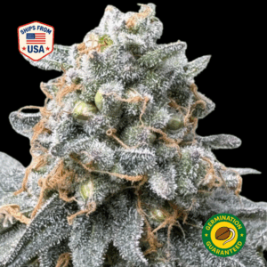 Blueberry-Diesel-Feminized-seeds