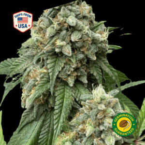 Bubble-Gum-Feminized-Seeds