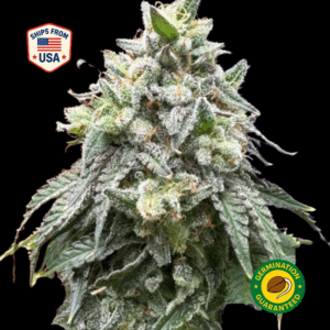 Dutch-Treat-Feminized-Seeds