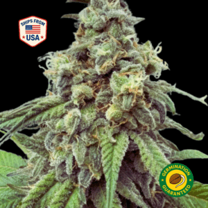 Fruity-Pebbles-Feminized-seeds