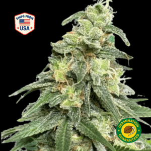 Guava-Bar-Feminized-Seeds