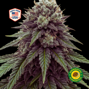 Juicy-Fruit-feminized-seeds