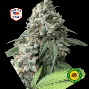 Legend-OG-feminized-seeds