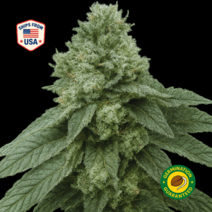 Lemon-Shunk-feminized-seeds