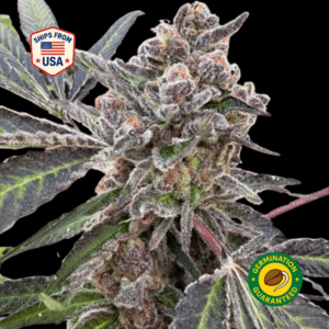 Purple-Frost-Feminized-Seeds