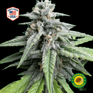 Purple-Jasmine-Feminized-Seeds