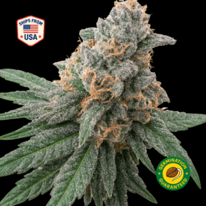 Sour-Tangie-Feminized-Seeds