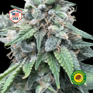 strawberry-bubblegum-feminized-seeds