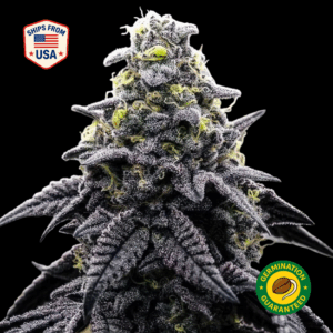 AK-420 Feminized Seeds
