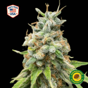 Blue Sherbert Feminized Seeds